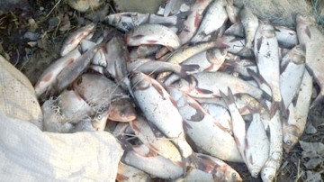 Prinşi în timp ce vindeau peşte în zona Agenţiei de Taxare Giurgeni Vadu Oii